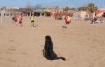 Foto: Trainingslager FCE 2003 Beach Soccer mit Hundebewachung